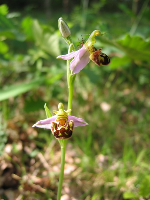 orchid�e sauvage dans nos bois!